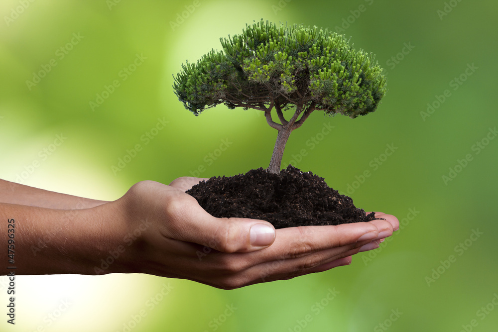 mano con árbol joven mano con árbol joven
