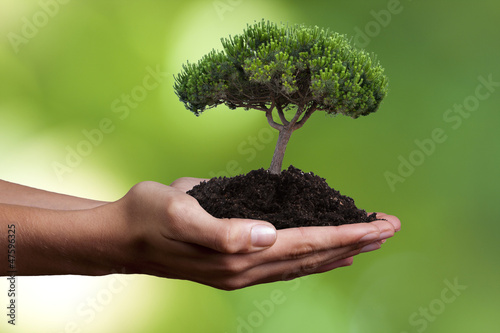 mano con árbol joven