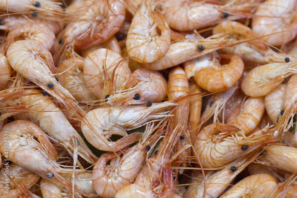 fresh pink shrimps on display fresh pink shrimps on display