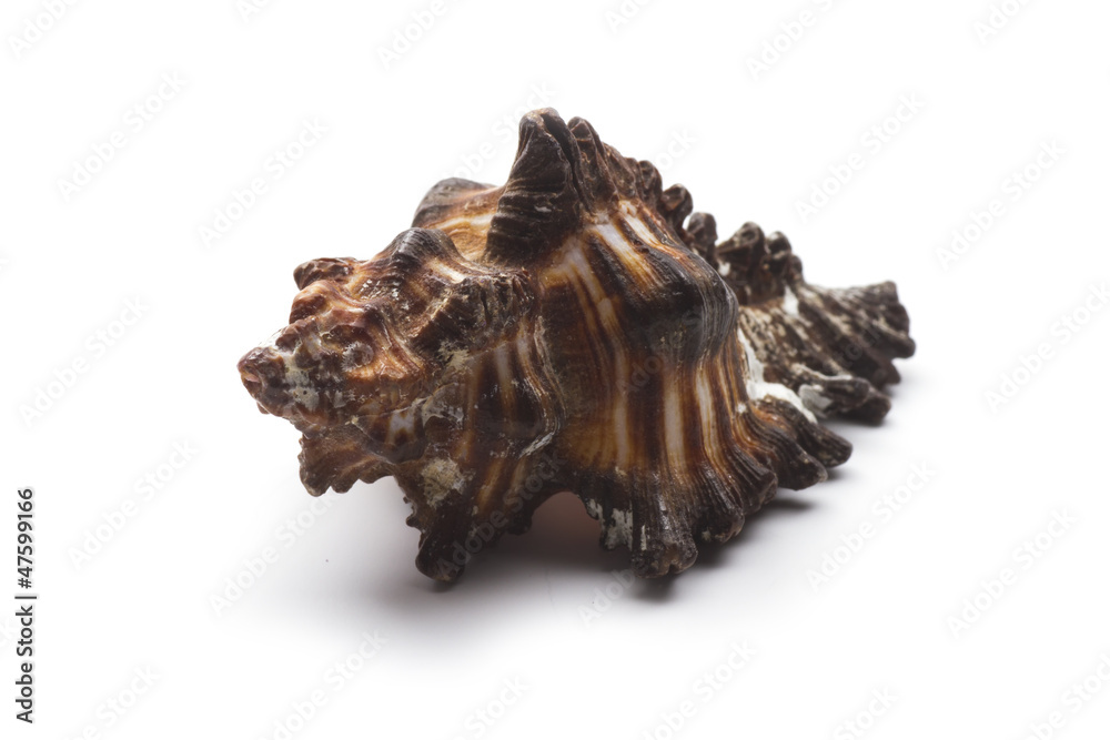 Fototapeta premium decorative shell