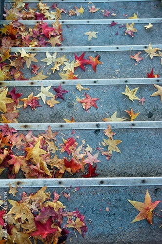fall leaves on steps