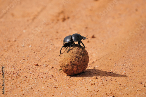 A Flightless Dung Beetle in the Addo Elephant National Park photo