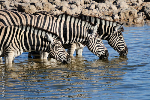 Zebras drinking water  Okaukeujo waterhole