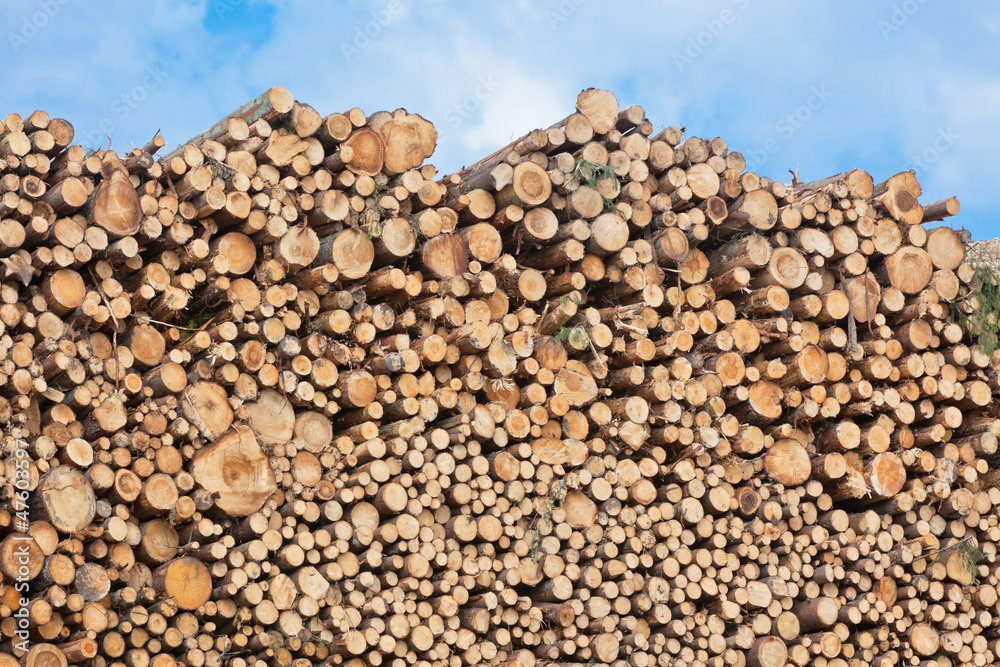 Pile of wood