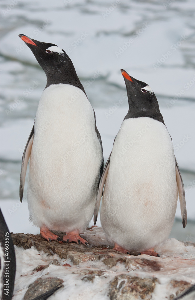 Fototapeta premium Adult gentoo penguin couple.