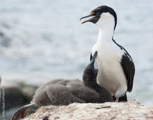 Antarctic blue-eyed shags and the chick on the nest.