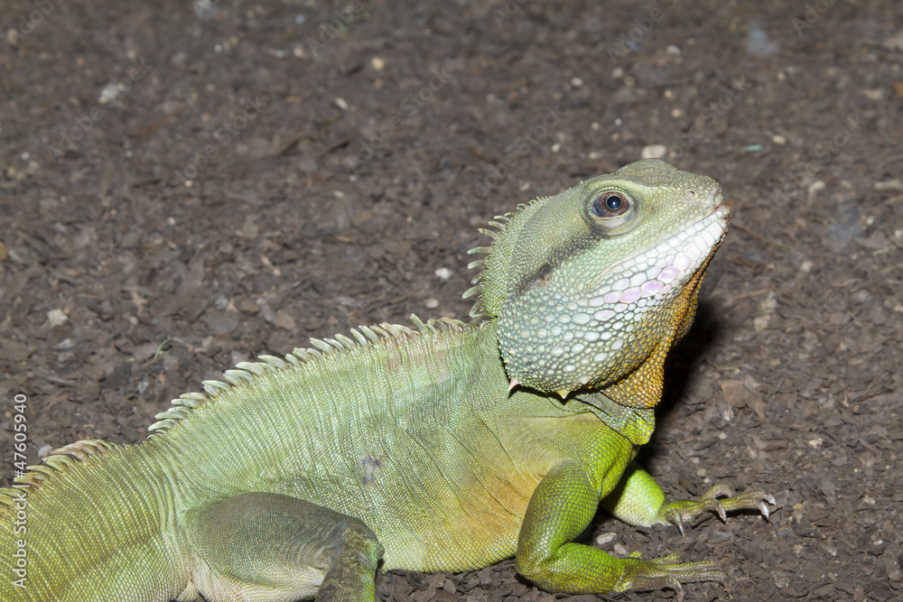 Obraz premium Iguana
