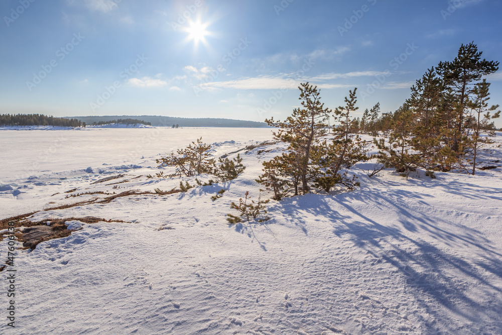The frozen trees on snow coast of the winter sea Barents