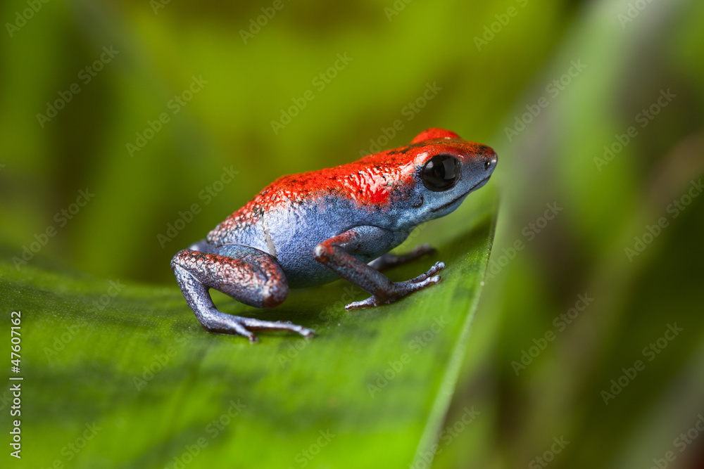 Obraz premium poison dart frog