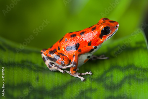 red poison frog photo
