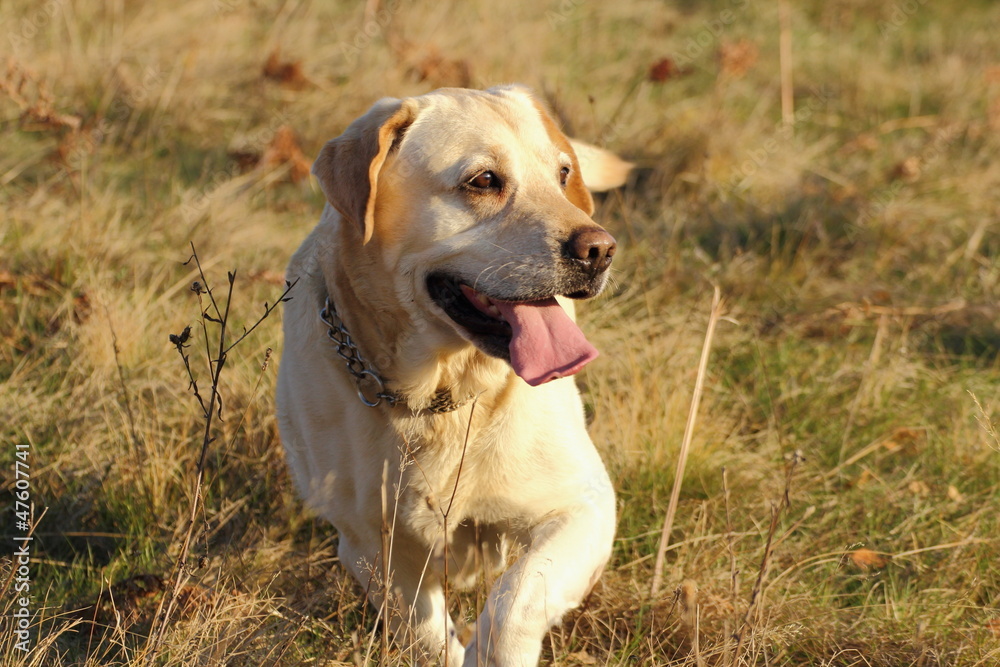 labrador retriever in the field