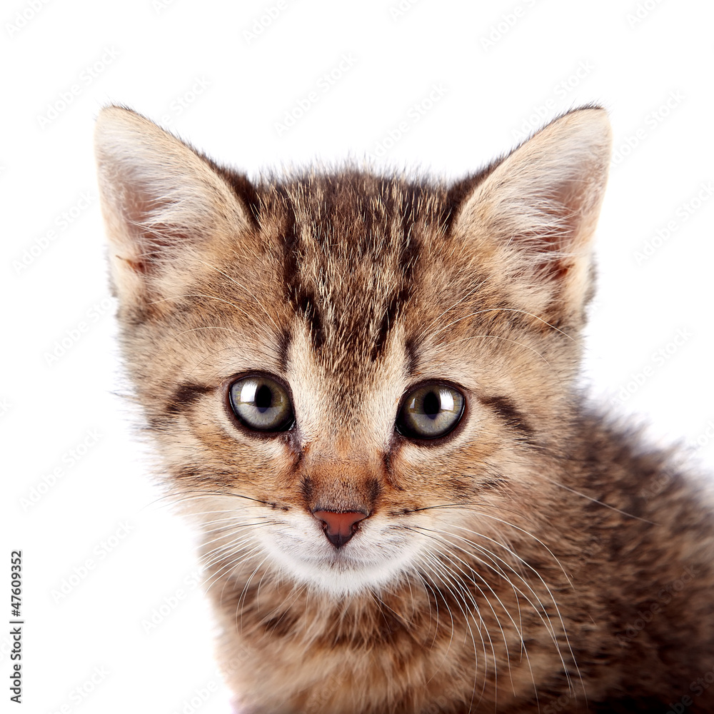 Portrait of a striped kitten