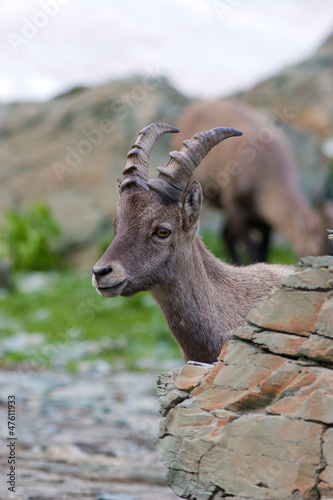 Giovane maschio di stambecco dietro roccia photo