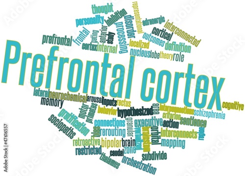 Fotografi Word cloud for Prefrontal cortex