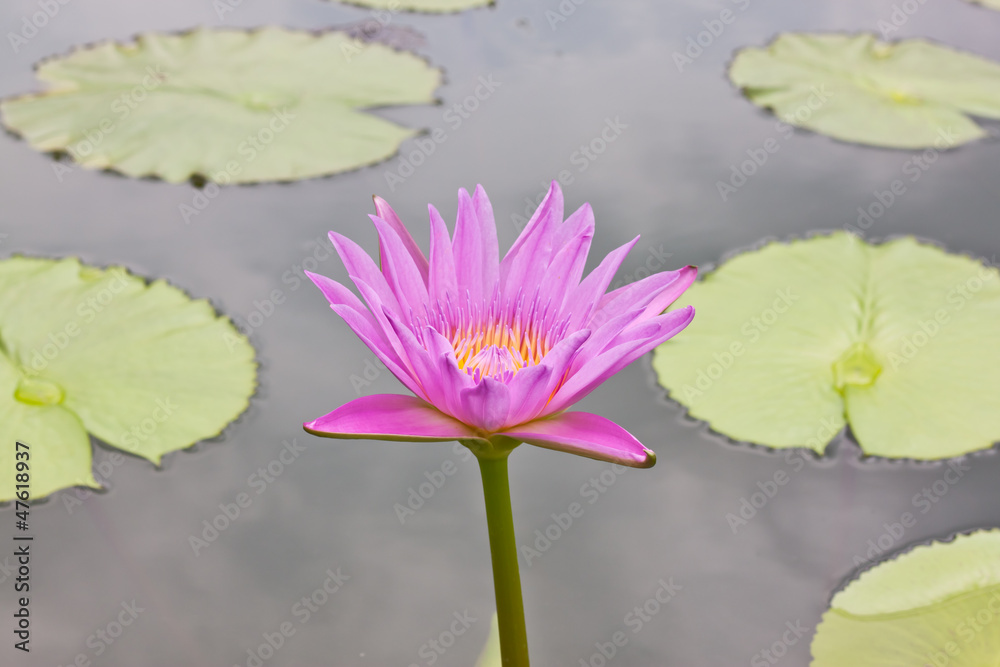 pink lotus