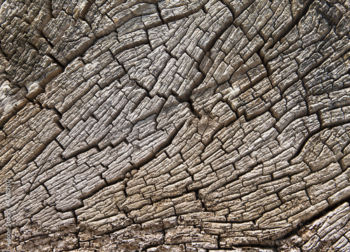 Driftwood Stump Texture