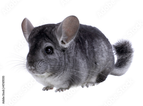 Gray ebonite chinchilla on white background. photo