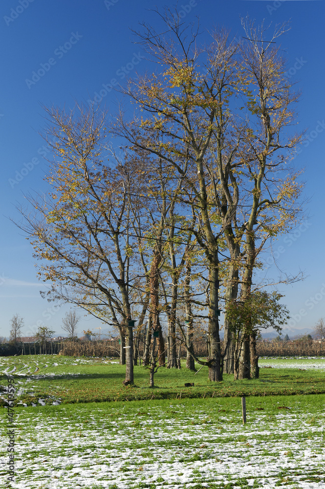 Obraz premium campagna