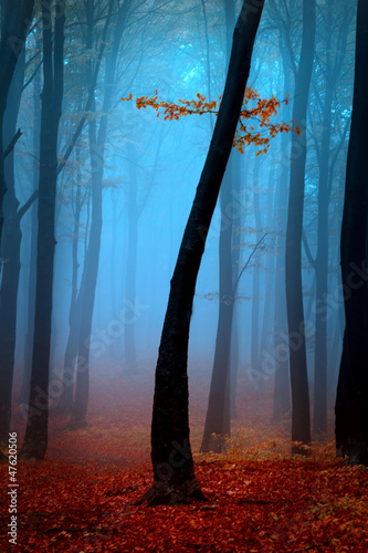 Magic autumnal tree in a foggy forest
