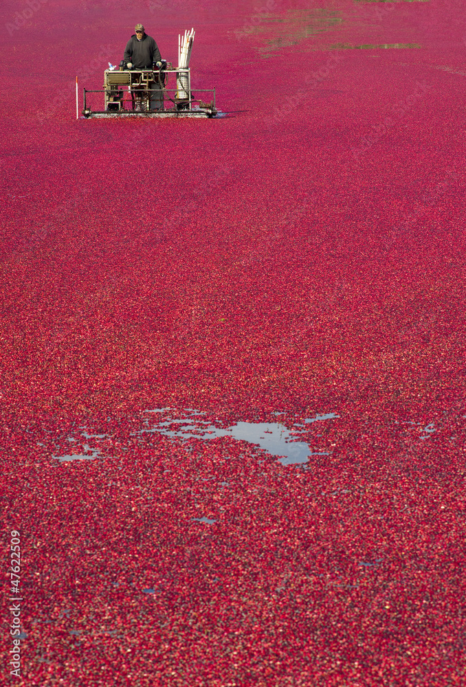 Obraz premium Farmer Working Cranberry Bog At Produce Harvest Time