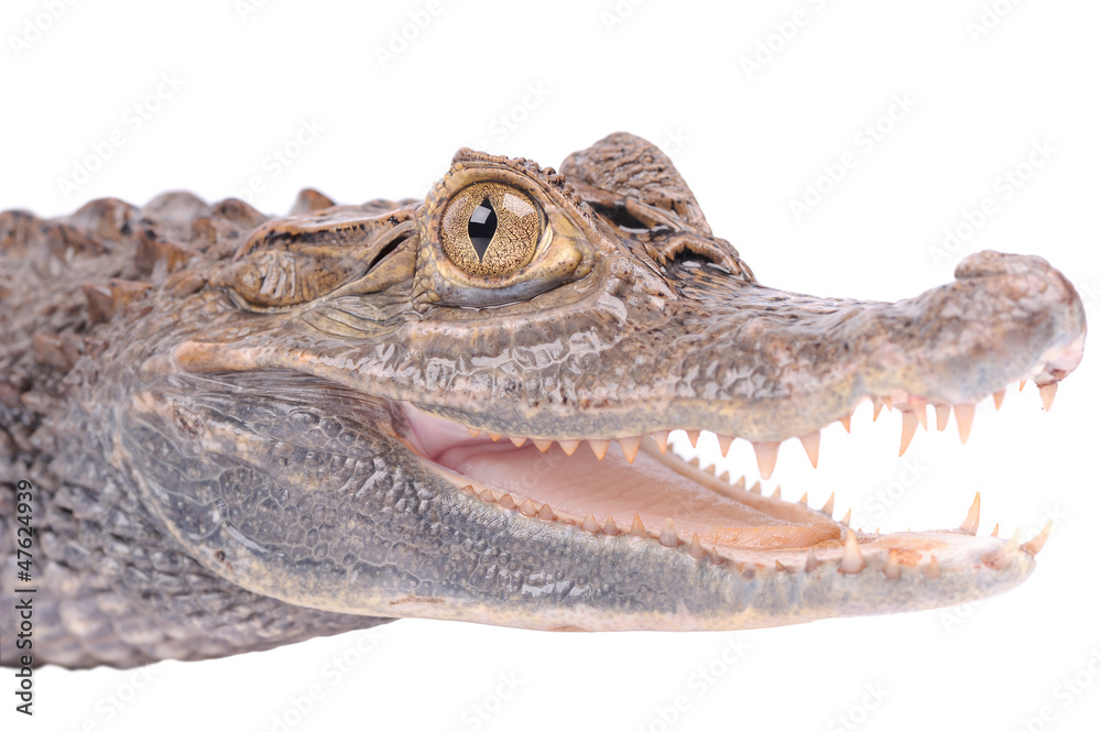 Fototapeta premium Alligator isolated over white background