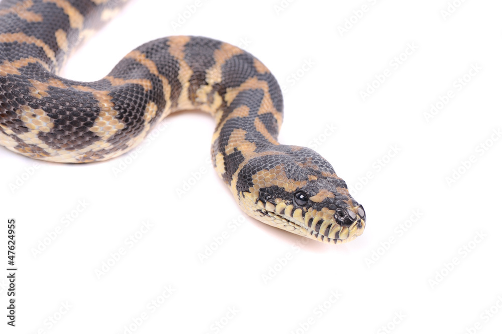 snake isolated over white background snake isolated over white background