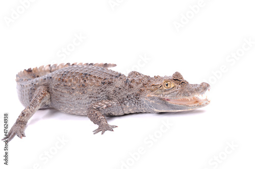 Alligator isolated over white background