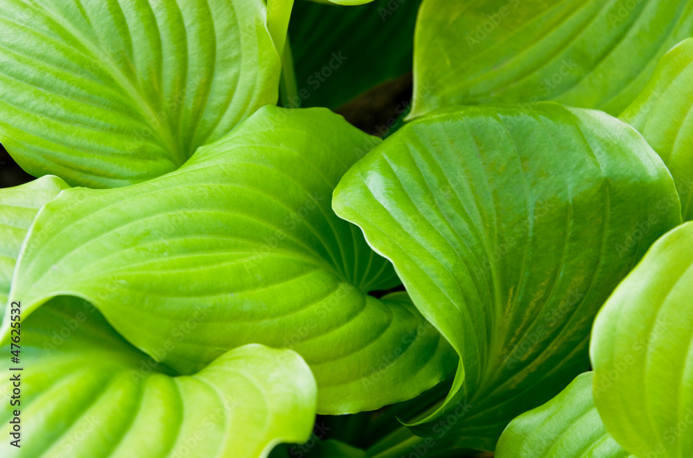 Obraz premium Background from the large leaves