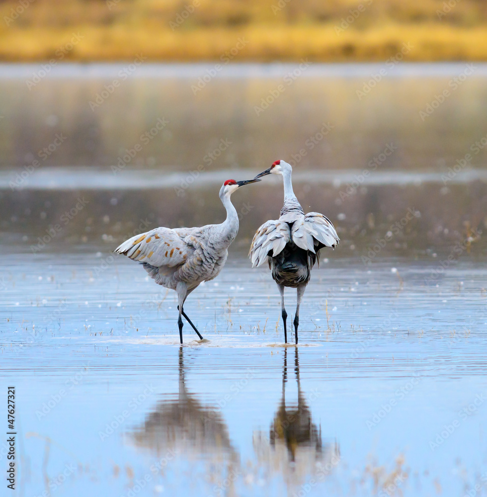 Fototapeta premium Sandhill Cranes kissing