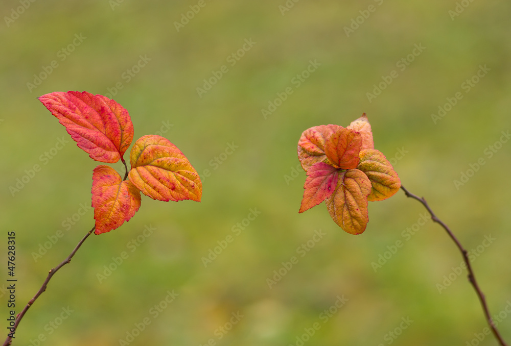 Two friends in fall season - ornamental plants in garden. Two friends in fall season - ornamental plants in garden.