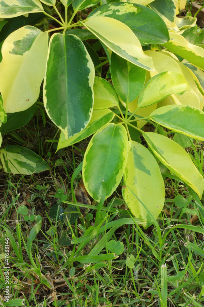 Obraz premium Green tree