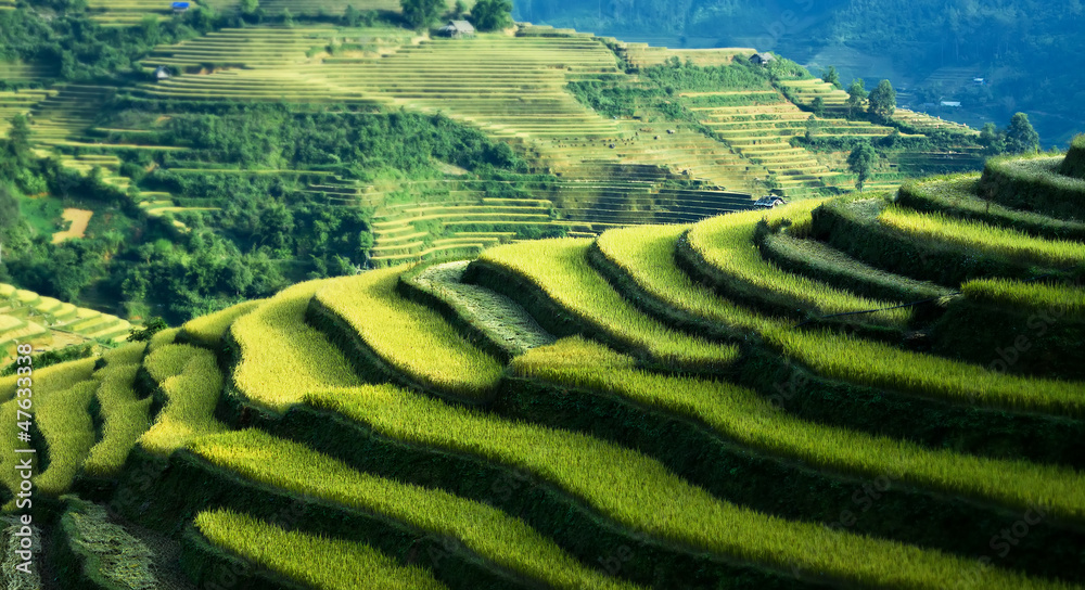 Rice filed of terraces , Yen bai, viet nam