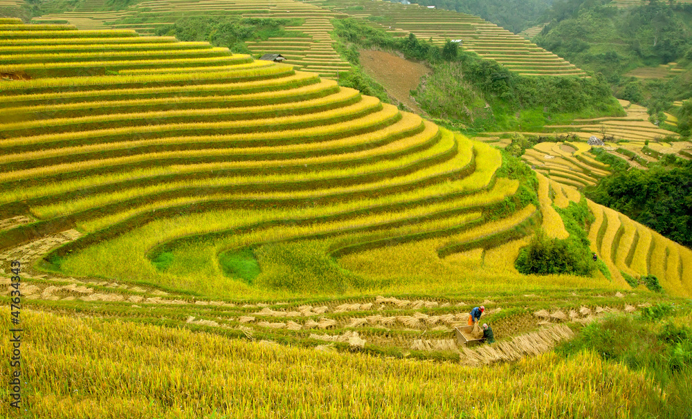 terraced rice field in sunshine, Yen Bai, Vietnam