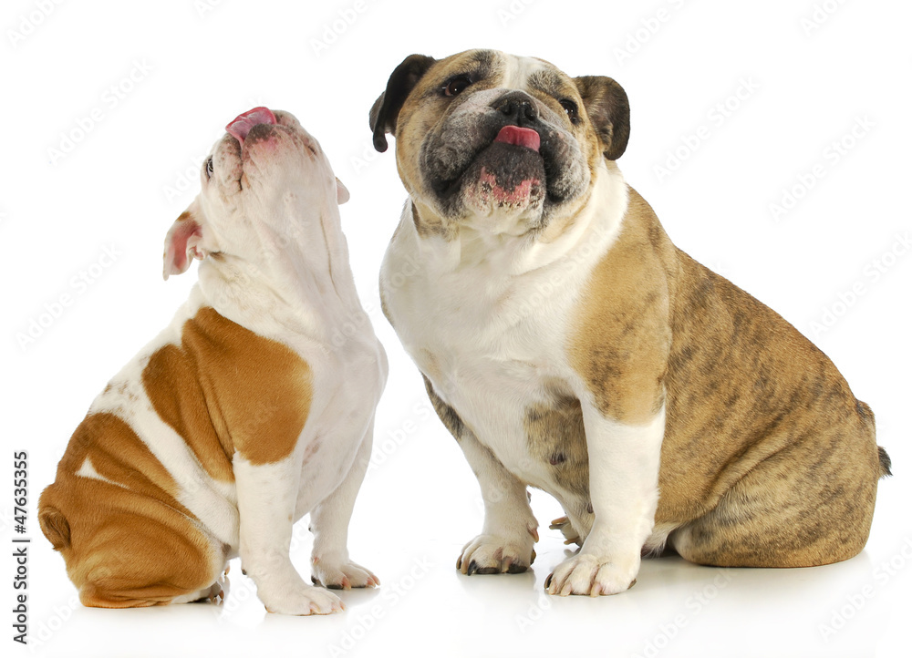 Fototapeta premium dogs licking