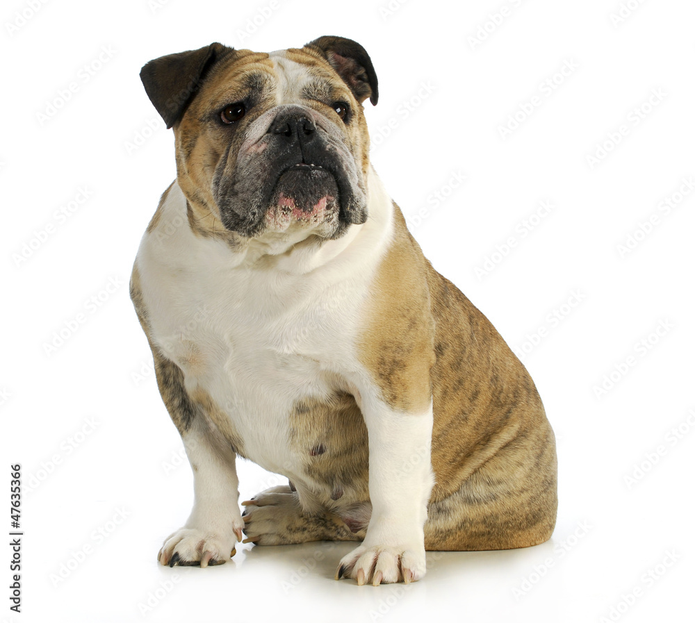 english bulldog