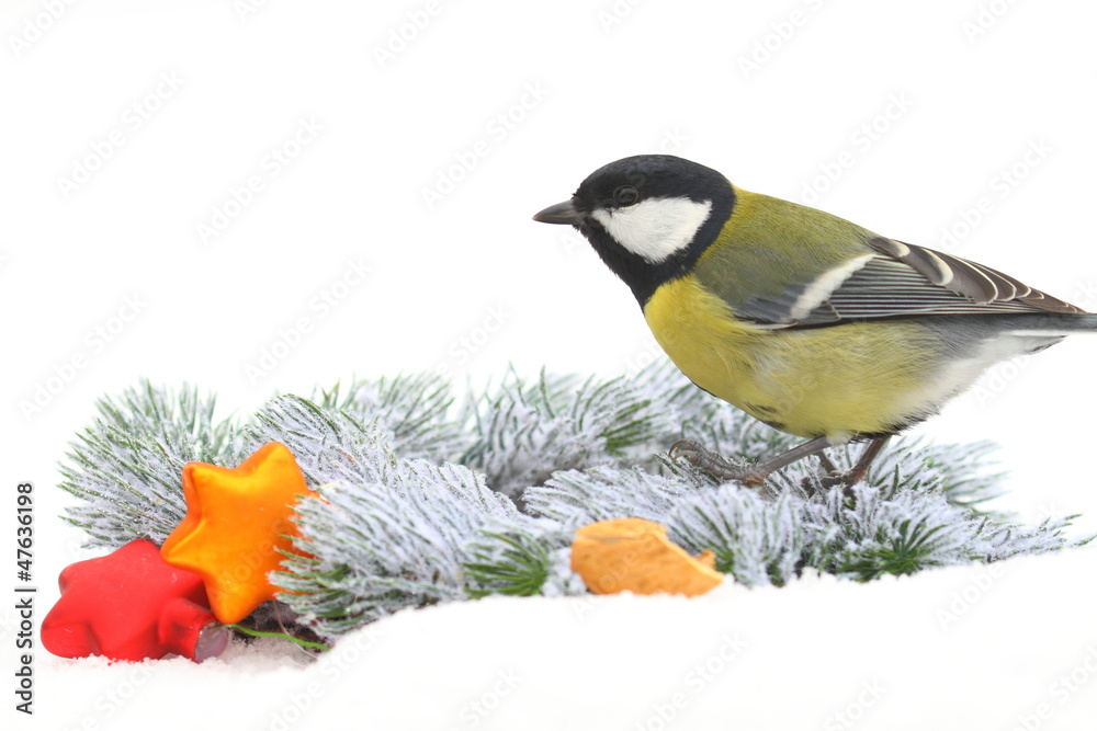 Fototapeta premium Kohlmeise in Weihnachtsstimmung