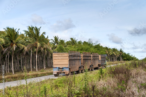 Trucks for transport of sugarcane