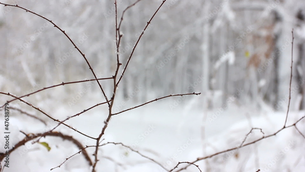 Thin branch of a tree and forest snowfall Thin branch of a tree and forest snowfall