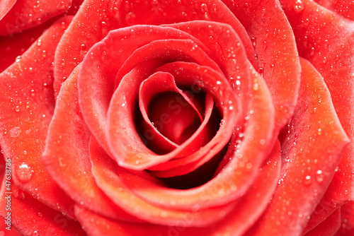 Beautiful dark red rose.