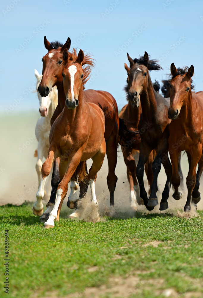 Horse