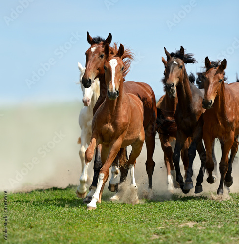 Obraz na płótnie Horse w salonie