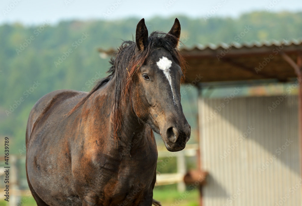 Horse Farm Horse Farm