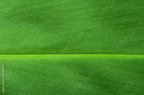 Natural background of green leaf