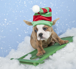 Funny Bulldog / Elf Puppy