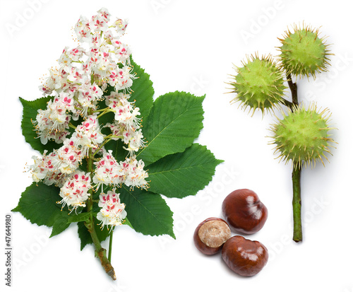 Horse-chestnut flowers, leaf and seeds
