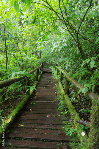 Classic wooden walkway in rain forest - Doi intanon  Chiang Mai