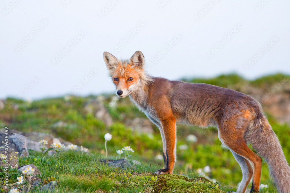 Red fox, sunrise, Babia Gora, Poland