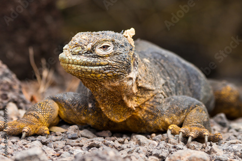 Galapagos land iguana © Maurizio De Mattei