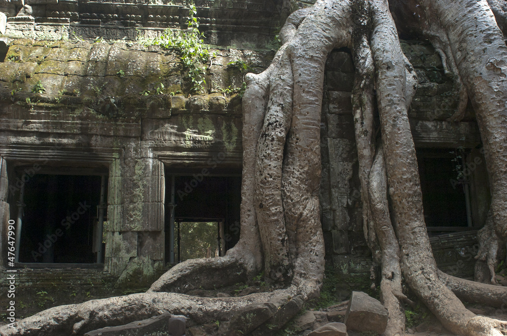 Ta Prohm. Templos de Angkor. Camboya