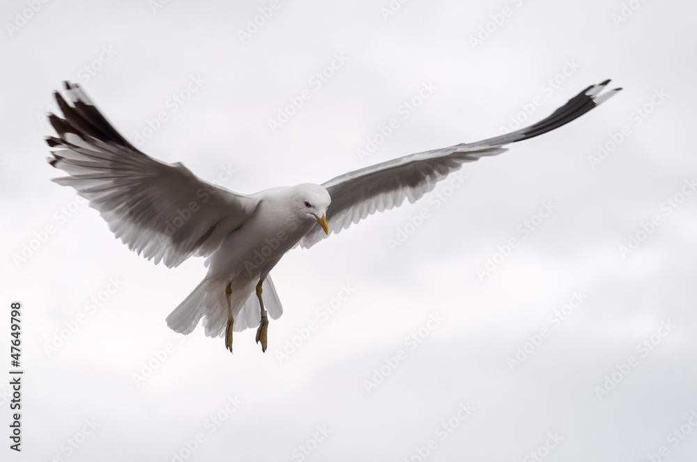 Obraz premium Photo birds seagulls hovering in the sky
